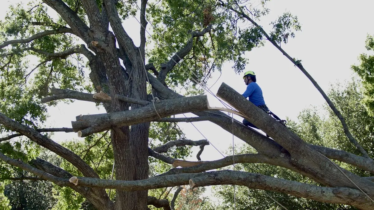 Professional Hazardous Tree Removal performed by certified arborists in Honoraville