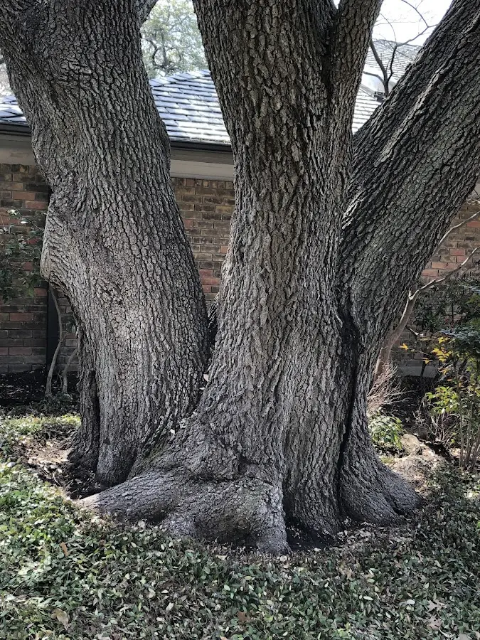 Mature heritage tree close to a Honoraville property cared for by certified arborists